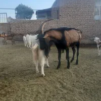 تکه مورسیاه درجه یک جوان|حیوانات مزرعه|تربت‌حیدریه, پائین ولایت|دیوار