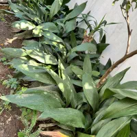 فروش پیاز برگ عبایی حجم بالا ونهال آووکادو ۲.۵متری