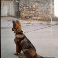 توله ژرمن شپرد اصیل ورک لاین باهوش ۶ماهه