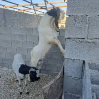 پازن گلابی|حیوانات مزرعه|زرین دشت (فارس), |دیوار