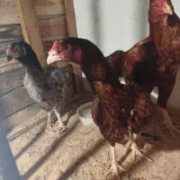 لاری|حیوانات مزرعه|گرگان, |دیوار