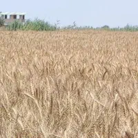 فروش زمین کشاورزی قابل معاوضه|فروش زمین و ملک کلنگی|بهشهر, |دیوار