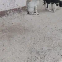 توله دنبلانی|سگ|گلی داغ, |دیوار