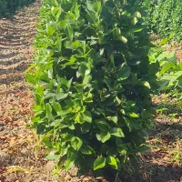 فروش درختچه یاس هلندی توپی و مخروطی|گل و گیاه طبیعی|بهنمیر, |دیوار