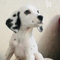 دالمیشن اصیل /۳ ماهه /۱۰۱ سگ خالدار