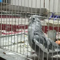 عروس پاریس