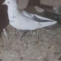 کفتر یا کبوتر