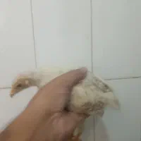 ۶عددنیمچه مرغ خروس ویاندوت اورنج وارداتی کلکسیونی|حیوانات مزرعه|تهران, شهرک رضویه|دیوار