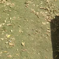 چمن مصنوعی ۲۰۰۰ متر|مصالح و تجهیزات ساختمان|کرج, چمران|دیوار