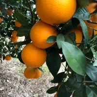 پرتقال سایز ریز