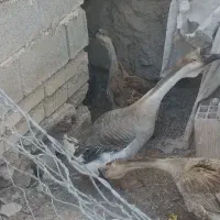 قوغاز اوکراینی