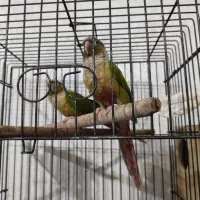 جفت گرینچیک|پرنده|شیراز, ریشمک|دیوار