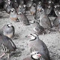 فروش ک و بلدرچین