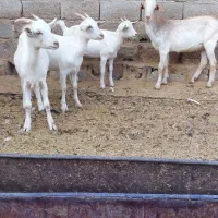 بز کهره سانن