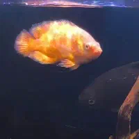 ماهی اسکار پرتقالی