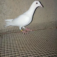 کبوتر|پرنده|سعدآباد, |دیوار