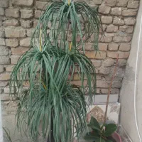 درختچه