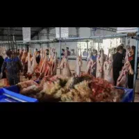 انواع نژاد های ایرانی مغان افشار کردستان|حیوانات مزرعه|تهران, نازیآباد|دیوار