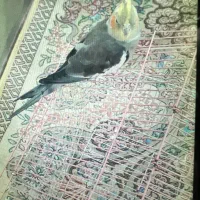 گمشده