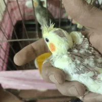 عروس هلندی|پرنده|تبریز, |دیوار