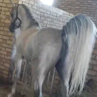 نریان عرب دوسر خارجی پدر سیف الریان مادر واردا.تی|اسب و تجهیزات اسب‌سواری|همدان, |دیوار