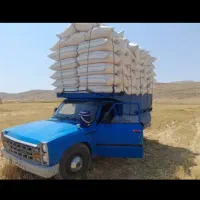 کاه گندم لوکس سر خوشه دیم گونی شده درجه یک همدان