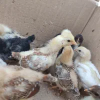 جوجه محلی کاکلی یک ماهه