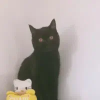 بچه گربه بریتیش