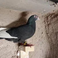 پلنگ نر سوراخ