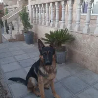 توله ژرمن ۱۱ ماهه نر دو رنگ شجره دار