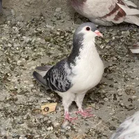 کفتر ماده چادری فروش یا معاوضه با جوجه کفتر پرشی