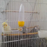 عروس هلندی نر و ماده با قفس