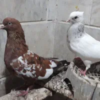 کفتر|پرنده|بندرلنگه, |دیوار