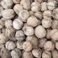 گردو پوست کاغذی تازه