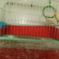 قناری|پرنده|داراب, |دیوار