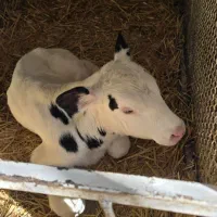 گوساله شیرخوار