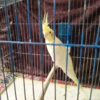 قناری ، سهره قناری ، عروس هلندی|پرنده|بهمن صغاد, |دیوار