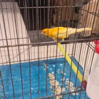 قناری نر شرور