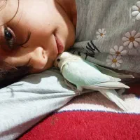 طوطی کوتوله برزیلی سرلاکی و کاملا دستی|پرنده|تهران, جنت‌آباد مرکزی|دیوار