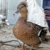 اردک|حیوانات مزرعه|شهریار, دهشاد بالا|دیوار