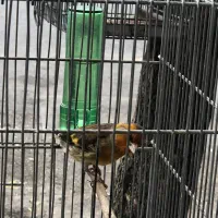 سهره قناری قرص