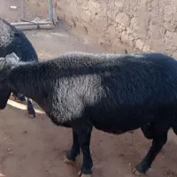 قوچ قره قزل|حیوانات مزرعه|زنجان, |دیوار