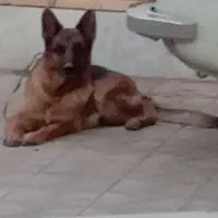 سگ‌ژرمن‌ماده‌خال‌توگردنشه‌دیروز‌غروب‌علی‌اباد