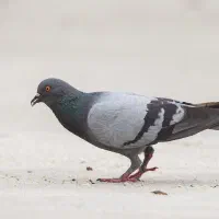 کبوتر|پرنده|قشم, |دیوار