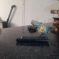 یک جفت عروس هلندی نر و ماده