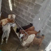 سلام شیش کهره نر دارم برای فروش