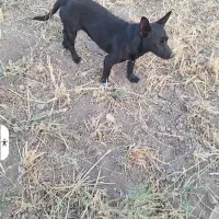 سگ پاکوتاه ماده