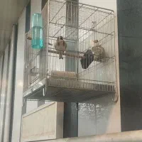 سهره نر|پرنده|شهریار, شهریار|دیوار