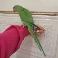 طوطی پرنده ملنگو/گرینچیک