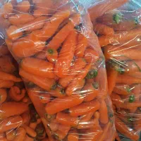 هویج خوراک دام مخصوص گاوداری‌ اسب گوسفند کارخانه